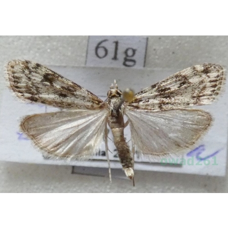 Eudonia truncicolella (Stainton, 1849) Mietliczka borowa Czech61g